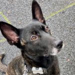 Schäferhund Kika, 06/2018, ca. 55 cm, 42289 Wuppertal