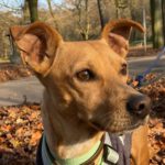 Mischling Kimbo, 05/2021, ca. 33 cm, 44147 Dortmund