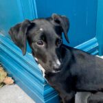 Mischling Kyla, 07/2023, Endgröße ca. 50 cm,52072 Aachen