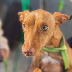 Podenco Lizanne, 12/2022, ca. 40 cm