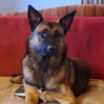 Schäferhund Mischling Lorca, 01/2023, ca. 65 cm, 55422 Bacharach-Steeg