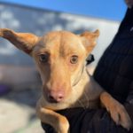 Podenco Maneto Lotta, 04/2023, Endgröße ca. 35 cm