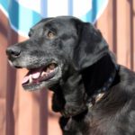 Labrador Luther, 11/2016, ca. 60 cm