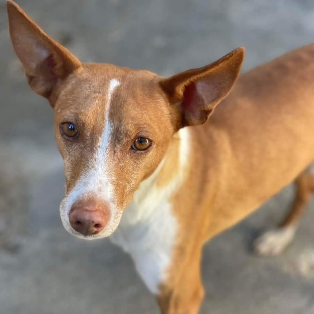 Podenco Manolete, 05/2016, ca. 45cm