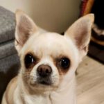 Chihuahua Manuel, 10/2020, ca. 20 cm, 13507 Berlin