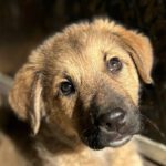 Mischling Marie, 09/2023, Endgröße ca. 60 cm