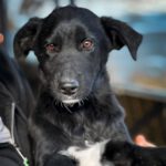 Mischling Mona, 08/2023, Endgröße ca. 50-55 cm