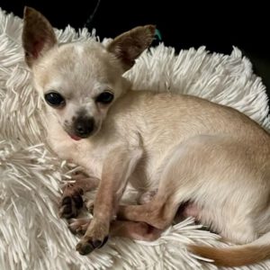 Chihuahua Morpheus, 05/2018, ca. 20 cm, 42857 Remscheid