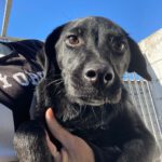 Labrador Mischling Natasha, 07/2023, Endgröße ca. 50 cm