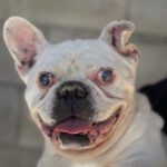 Franz. Bulldogge Neron, 02/2022, ca. 35 cm