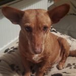 Podenco Maneto Nina, 12/2016, ca. 40 cm, 25436 Uetersen