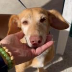 Podenco Nora, 12/2015, ca. 40 cm