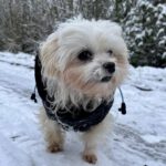 Malteser Olav, 09/2017, ca. 18 cm, 21465 Reinbek