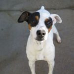 Bodeguero Olivero, 11/2020, ca. 40 cm