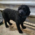 Wasserhund Oscura, 03/2020, ca. 50 cm, 73560 Böbingen