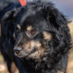 Mischling Pablo, 01/2017, ca. 42 cm