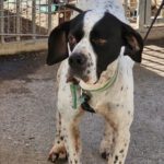 Pointer Paula, 06/2021, ca. 60 cm