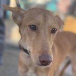 Podenco Pepe, 02/2023, ca. 45 cm