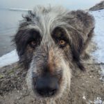 Mischling Philipp, 05/2021, ca. 71 cm, 24235 Laboe