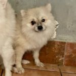 Pomeranian Pico, 12/2021, ca. 20 cm