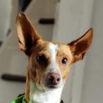 Podenco Pirata, 12/2018, ca. 40 cm, 52152 Simmerath