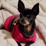 Chihuahua Pirinella, 10/2015, ca. 20 cm, 12623 Berlin