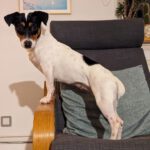 Jack Russel-Bodeguero Mischling Pitufa, 09/2022, ca. 25 cm, 63075 Offenbach