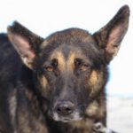 Schäferhund Pom, 05/2018, ca. 65 cm