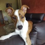 Mischling Potato, 04/2021, ca. 50 cm