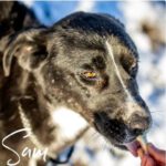 Mischling Sam, 10/2021, ca. 50-55 cm