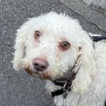 Wasserhund Soraya, 01/2018, ca. 43 cm, 40764 Langenfeld