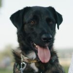 Mischling Tommy, 07/2021, ca. 60 cm, 18057 Rostock