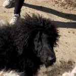 Pudel Valeria, 11/2022, ca. 55 cm