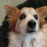 Mischling Vampi, 10/2016, ca. 35 cm, 53119 Bonn