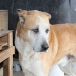 Mastin Walt, 05/2014, ca. 75 cm