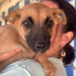 Malinois Mischling Aarany, 10/2023, Endgröße ca. 55-65 cm