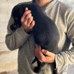 Labrador Podenco Mischling Alizia, 10/2023, Endgröße ca. 50 cm