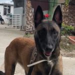 Malinois Ana, 01/2022, ca. 65 cm