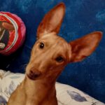 Podenco Maneto Andrea, 11/2022, ca. 30 cm, 46238 Bottrop