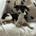 Bodeguero-Mischling Arrabella, 12/2019, ca. 40 cm, 55129 Mainz