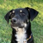 Mischling Balduin, 07/2023, Endgröße ca. 50 cm