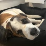 Bernhardiner Mastin Mischling Barney, 05/2019, ca. 74 cm, 44359 Dortmund