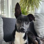 Mischling Baxter, 07/2023, Endgröße ca. 60-65 cm, 94036 Passau