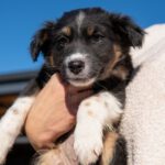 Mischling Bilbo, 10/2023, Endgröße ca. 40 cm