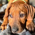 Rhodesian Ridgeback Bonnie, 09/2023, Endgröße ca. 60 cm, 61381 Friedrichsdorf