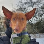 Podenco Maneto Brillante, 05/2021, ca. 35 cm, 90427 Nürnberg