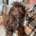 Wasserhund Bruno,01.09.2023, ca. 40 cm