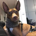 Podenco Bunny, 12/2018, ca. 40 cm, 70182 Stuttgart