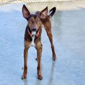 Podenco Dogo, 10/2020, ca. 45 cm