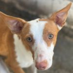 Podenco Elena, 01/2021, ca. 45 cm